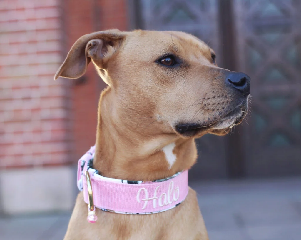 Hundehalsband mit Namen: Individuell gestickt auf Gurtband