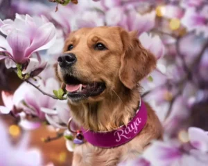 Ein glücklicher Golden Retriever genießt die blühende Natur, während er ein maßgefertigtes, magentafarbenes Hundehalsband mit dem eingestickten Namen 'Raya' trägt, umgeben von zarten Magnolienblüten.