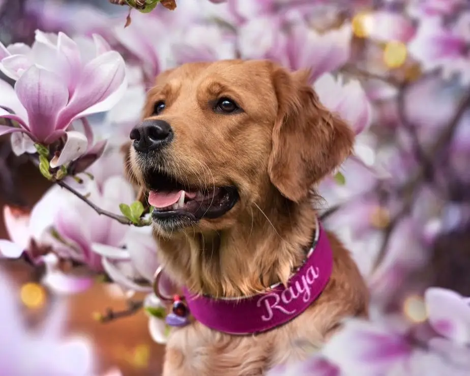Ein glücklicher Golden Retriever genießt die blühende Natur, während er ein maßgefertigtes, magentafarbenes Hundehalsband mit dem eingestickten Namen 'Raya' trägt, umgeben von zarten Magnolienblüten.