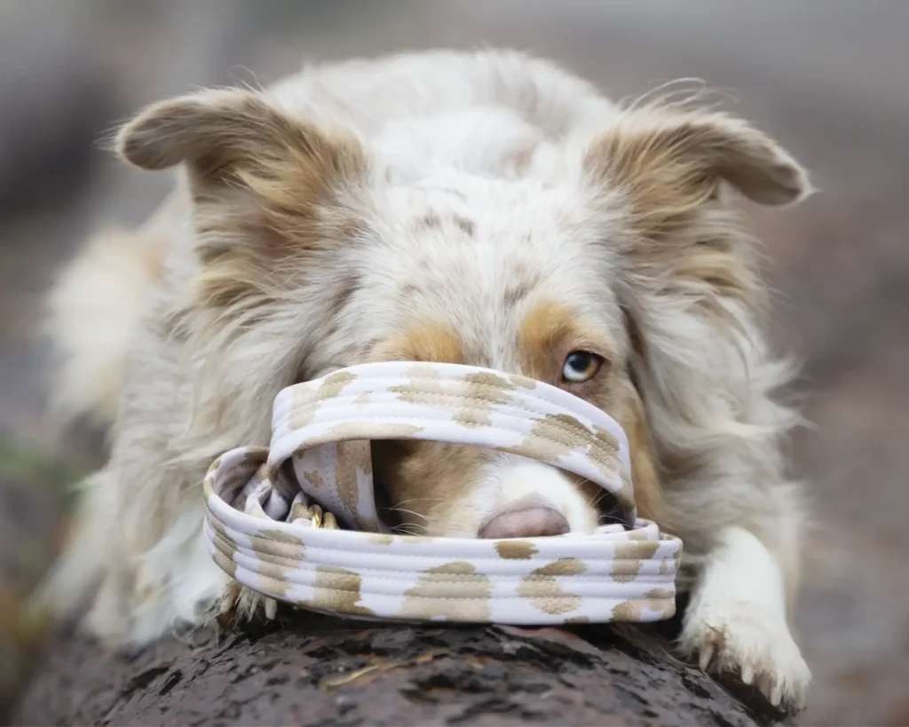 Australian Shepherd Hundemodel verspielt auf einem Baumstamm mit Softshell Hundeleine von 'für alle Felle'