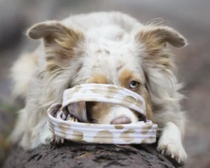 Australian Shepherd Hundemodel verspielt auf einem Baumstamm mit Softshell Hundeleine von 'für alle Felle'