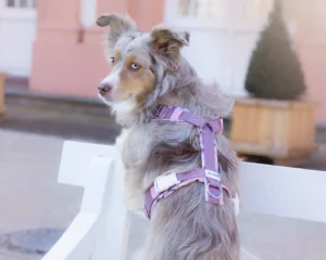 Australian Shepherd Hundemodel von Hinten mit gepolstertes Hundegeschirr aus altrosa Gurtband und aus weichem Softshell