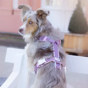 Australian Shepherd Hundemodel von Hinten mit gepolstertem Hundegeschirr aus altrosa Gurtband und aus weichem Softshell.