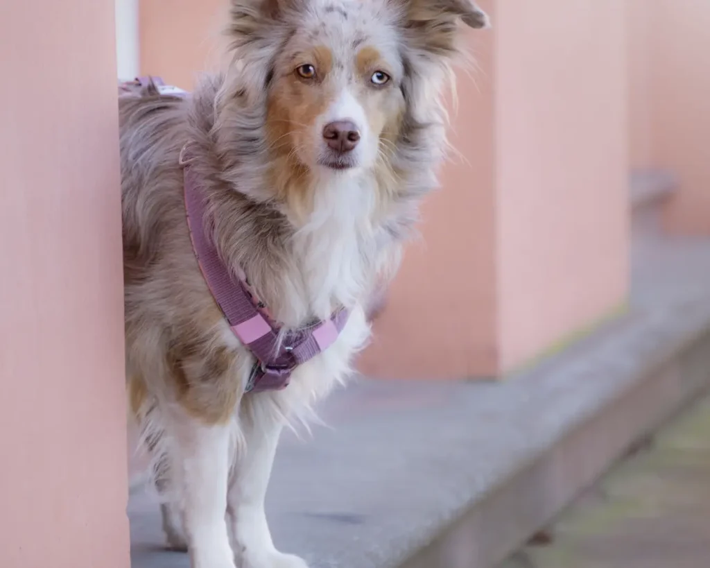Australian Shepherd Hundemodel von Seite mit gepolstertes Hundegeschirr aus altrosa Gurtband und aus weichem Softshell
