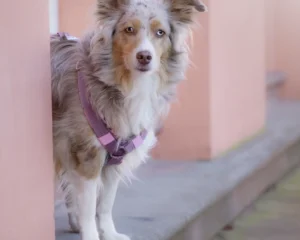 Australian Shepherd Hundemodel von Seite mit gepolstertes Hundegeschirr aus altrosa Gurtband und aus weichem Softshell