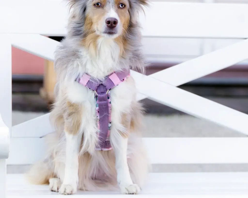 Australian Shepherd Hundemodel von Vorne mit gepolstertes Hundegeschirr aus altrosa Gurtband und aus weichem Softshell