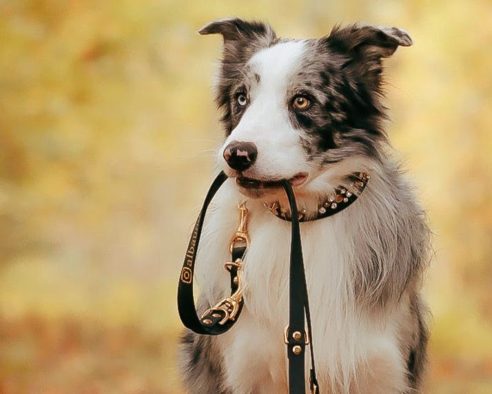 Border Collie hält eine schwarze Biothane® Hundeleine mit goldenen Verzierungen im Maul