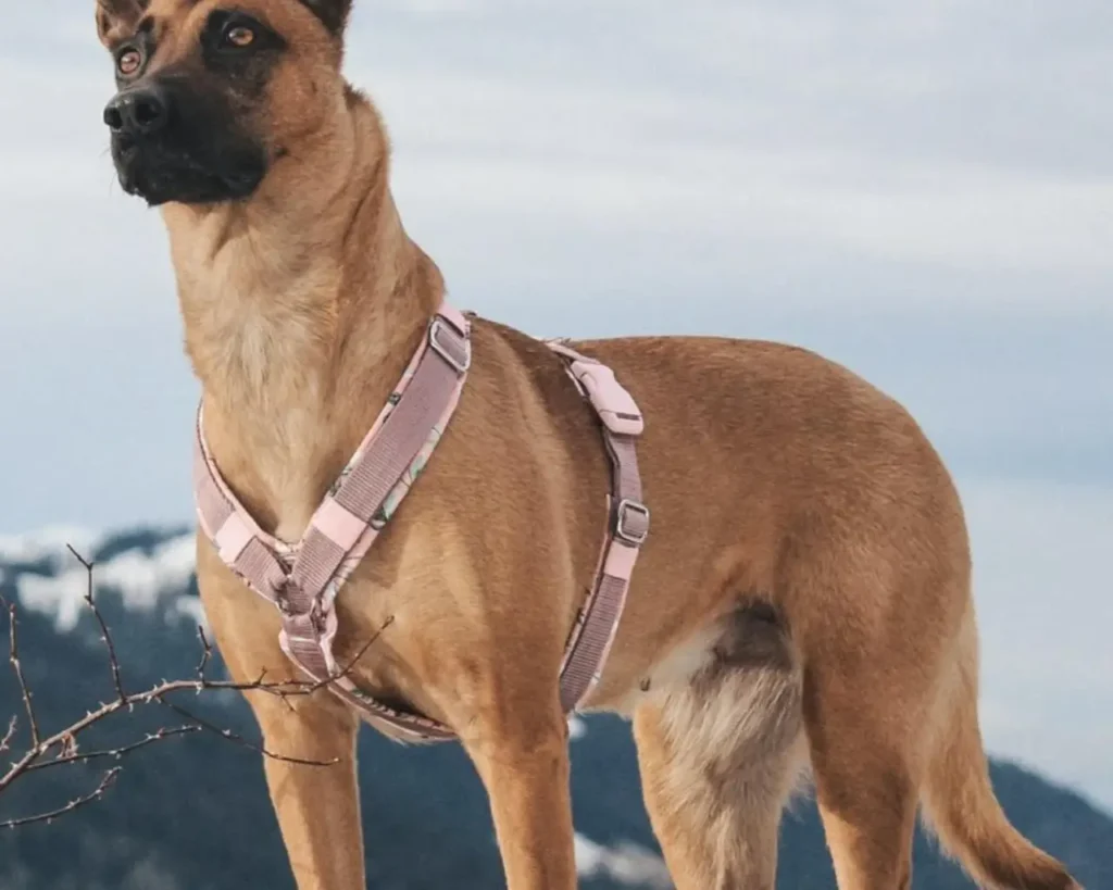 Gepolstertes Hundegeschirr in Pastellrosa, getragen von einem mittelgroßen Hund, geeignet für kleine und große Hunde, garantiert Komfort und Stil.