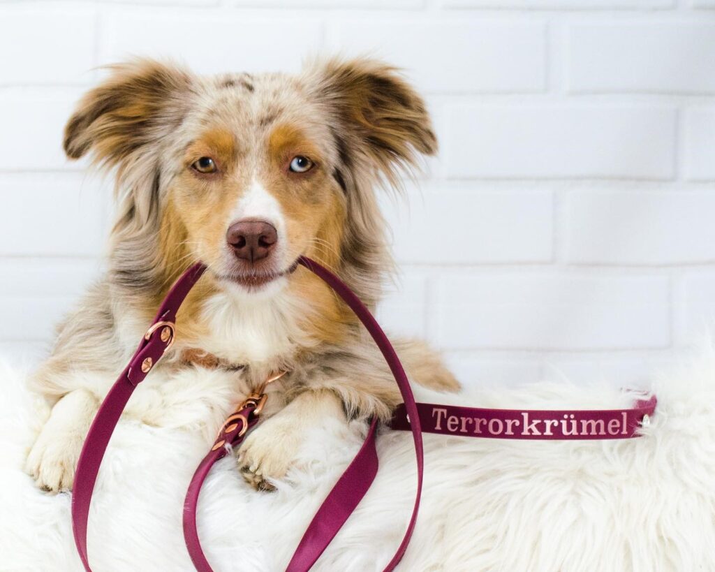 Entzückender Hund mit 'Terrorkrümel' personalisiertem BioThane® Halsband in Weinrot, präsentiert von 'Für alle Felle'. Perfekt für die charmanten kleinen Freigeister unter den Vierbeinern.