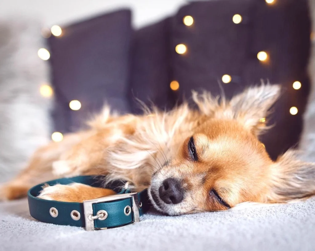 Premium Biothane - Luxus-Hundehalsband aus veganem Leder