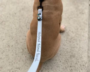 Hundewelpe sitz auf Boden mit einem Biothane Hundeleine Personalisiert mit Text von 'Für alle Felle' Hundeshop