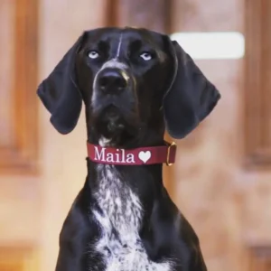 Ein edler schwarzer Hund blickt erwartungsvoll nach oben, sein Hals ziert ein maßgeschneidertes BioThane® Halsband in Weinrot mit dem Namen 'Maila' und einem süßen Herzmotiv.
