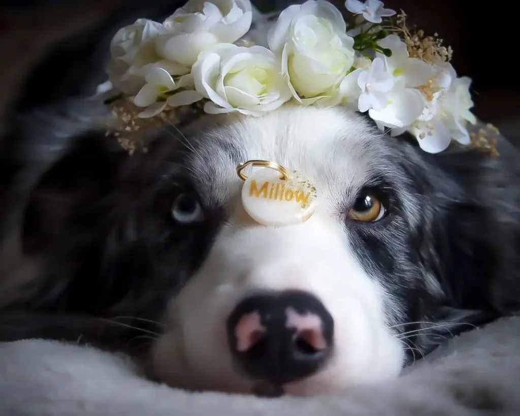 Ein sinnlicher Border Collie blickt in die Kamera, geschmückt mit einer personalisierten goldenen Hundemarke mit dem Namen 'Millow' und umrahmt von einem eleganten Blumenkranz.
