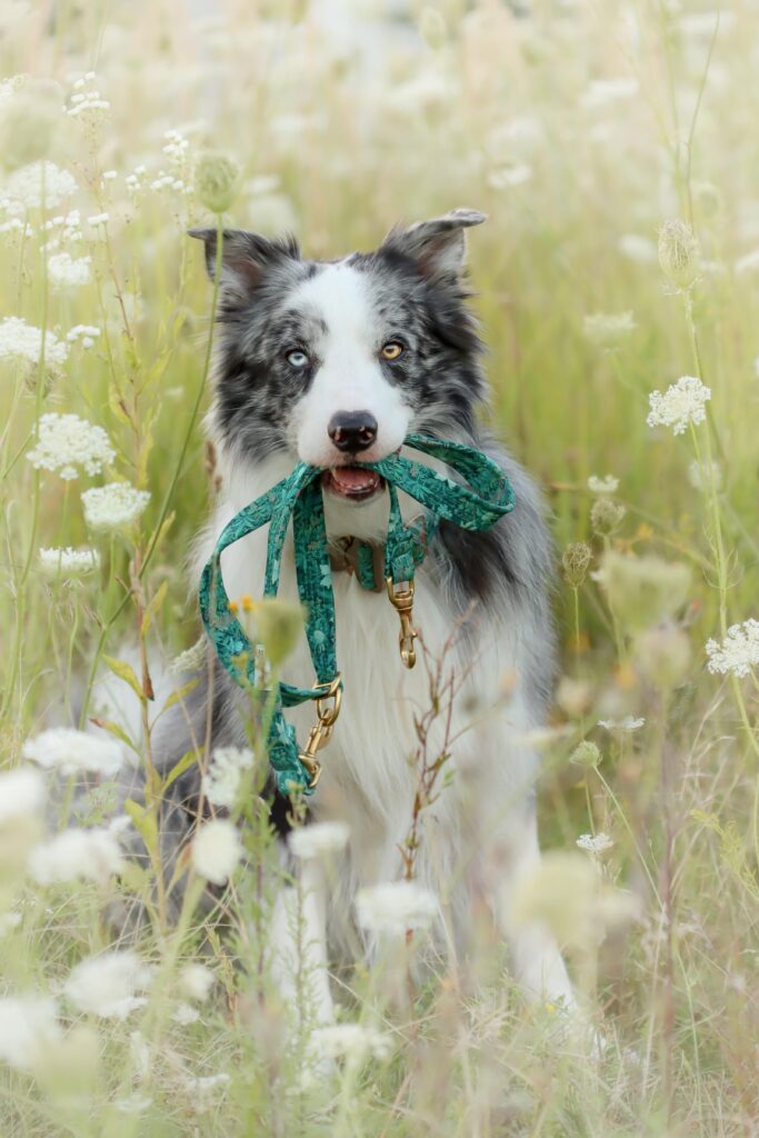 Softshellleine im Stoff 'Verdrigis Flowers'