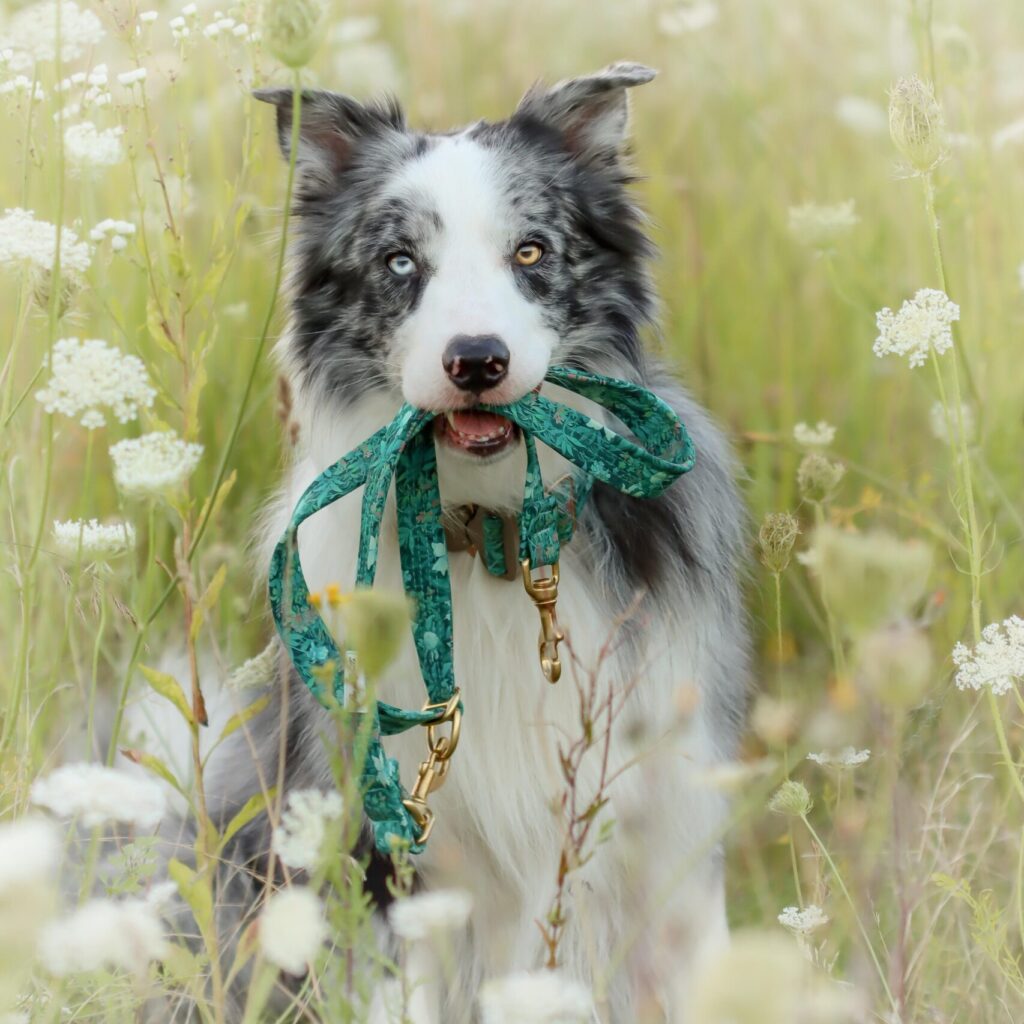 Softshellleine im Stoff 'Verdrigis Flowers'