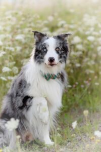 Softshellhalsband mit brauner Cobraschnalle im Stoff 'Verdrigis Flowers'