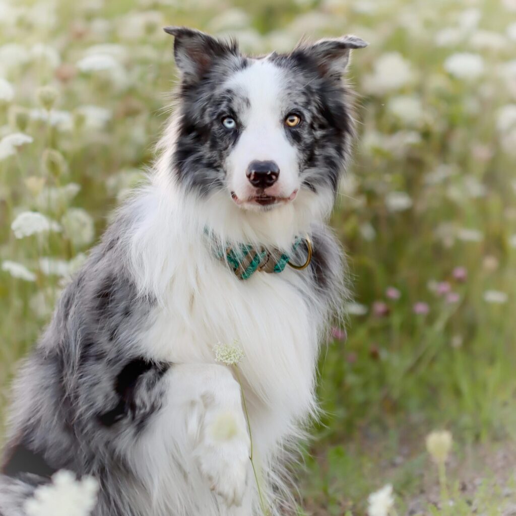 Softshellhalsband mit brauner Cobraschnalle im Stoff 'Verdrigis Flowers'