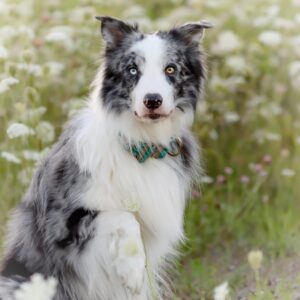 Softshellhalsband mit brauner Cobraschnalle im Stoff 'Verdrigis Flowers'