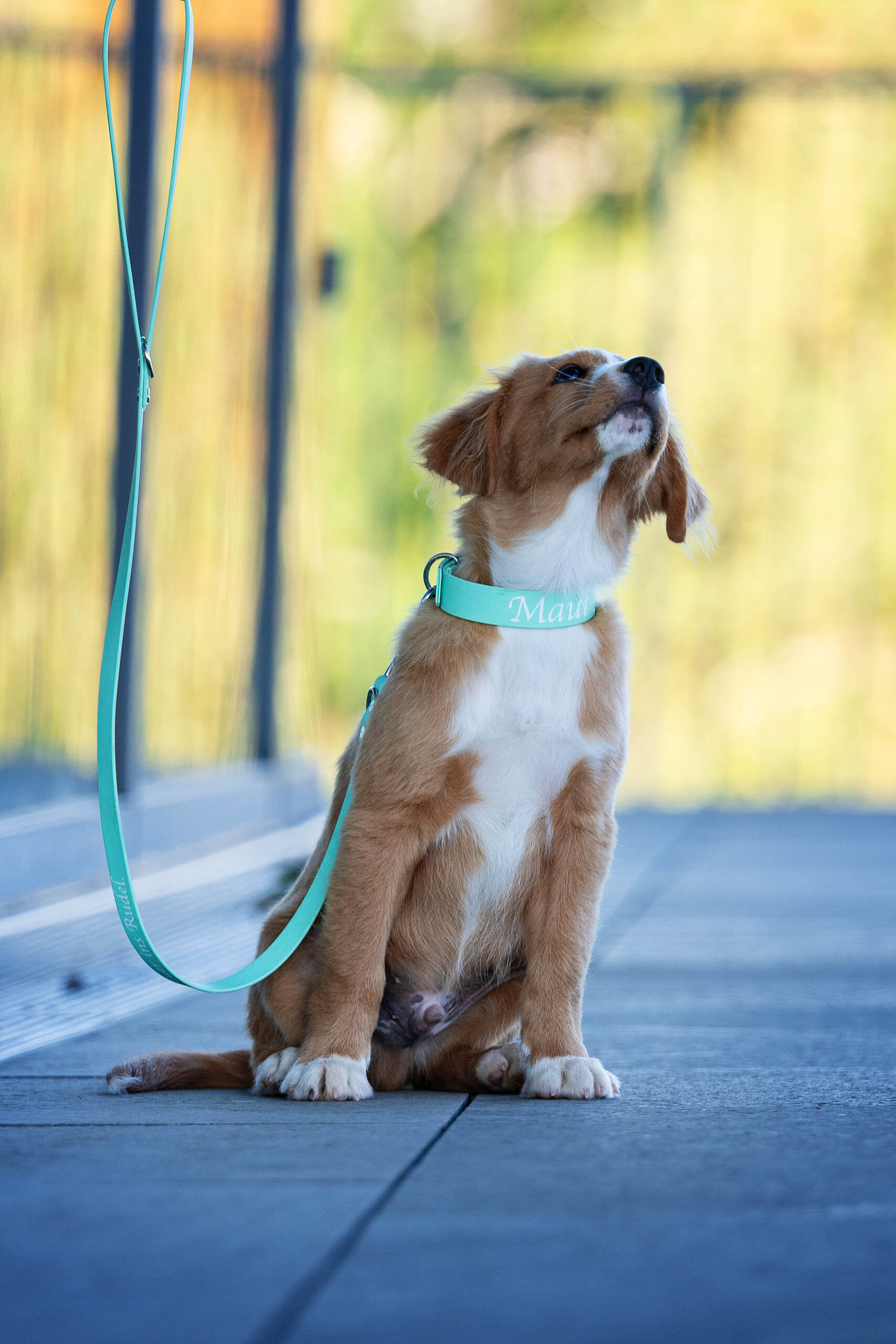 Personalisiertes Hundehalsband Mit Namensgravur – Floral, Für Kleine/mittelgroße Hunde (Größe S, Halsumfang 25–40 Cm)