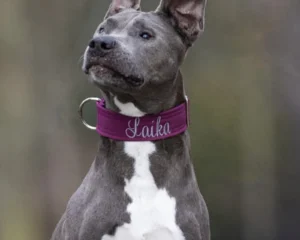 Ein Hund trägt ein lila Softshell Halsband mit der Aufschrift "Laika" von dem Online-Shop fuefallefelle.net