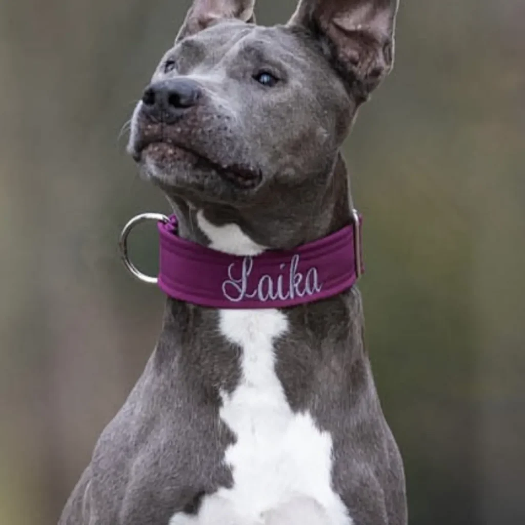 Ein Hund trägt ein lila Softshell Halsband mit der Aufschrift "Laika" von dem Online-Shop fuefallefelle.net