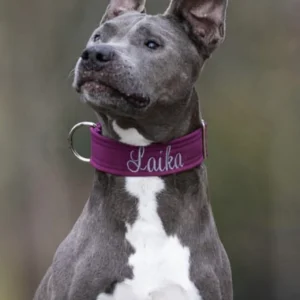 Ein Hund trägt ein lila Softshell Halsband mit der Aufschrift "Laika" von dem Online-Shop fuefallefelle.net